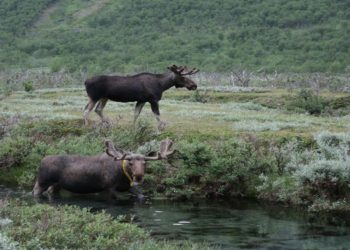 Vikki Nicolai La Crosse Wi Explores How Incentivizing Wildlife Tourism Revenue Can Fund Habitat Protection