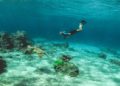 Snorkeler swims near a sea turtle over a vibrant coral reef in clear blue water, conveying a sense of wonder and tranquility in the ocean setting.
