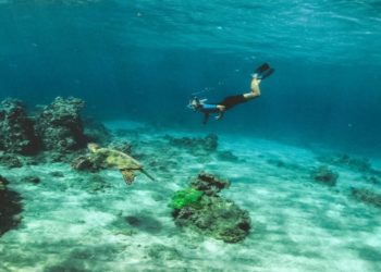 Snorkeler swims near a sea turtle over a vibrant coral reef in clear blue water, conveying a sense of wonder and tranquility in the ocean setting.