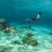 Snorkeler swims near a sea turtle over a vibrant coral reef in clear blue water, conveying a sense of wonder and tranquility in the ocean setting.