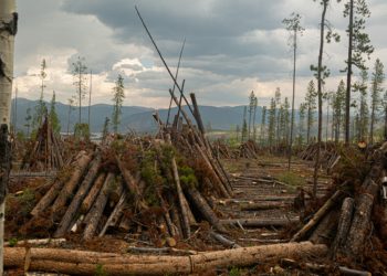 EUDR Regulation: Driving Transparency and Traceability in Global Supply Chains