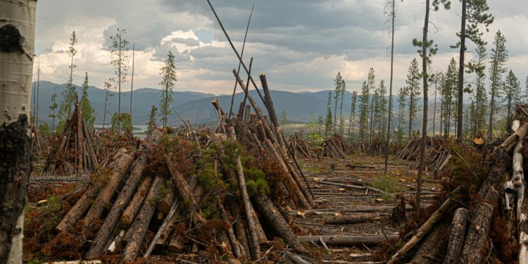 EUDR Regulation: Driving Transparency and Traceability in Global Supply Chains