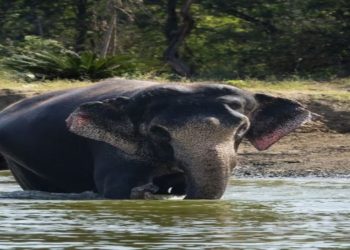 In a World of Environmental Scrutiny, India’s Vantara Earns a Rare Commendation