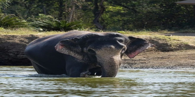 In a World of Environmental Scrutiny, India’s Vantara Earns a Rare Commendation