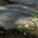 Metal storm drain grate is embedded in a concrete sidewalk, surrounded by grass and small plants, under soft, natural daylight.