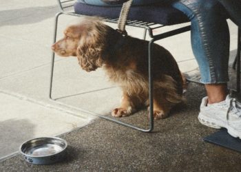 Understanding Dog Bite Claims In The UK: Your Rights And How To Claim Compensation