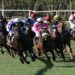 Group of jockeys and horses racing on a grassy track, surrounded by trees. The riders wear colorful uniforms, conveying excitement and competition.