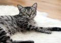 Gray tabby cat with striking black stripes lies relaxed on a fluffy white rug, set against a warm wooden floor, conveying a calm and cozy atmosphere.