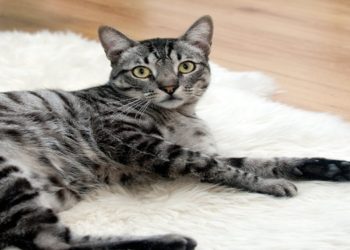 Gray tabby cat with striking black stripes lies relaxed on a fluffy white rug, set against a warm wooden floor, conveying a calm and cozy atmosphere.