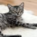 Gray tabby cat with striking black stripes lies relaxed on a fluffy white rug, set against a warm wooden floor, conveying a calm and cozy atmosphere.