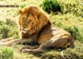 Top 3 Best Luxury Safari Companies in Tanzania (2026)