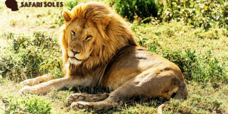 Top 3 Best Luxury Safari Companies in Tanzania (2026)