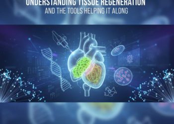 Tissue Regeneration