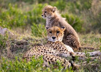 Kenya and Tanzania Safari Monthly Guide