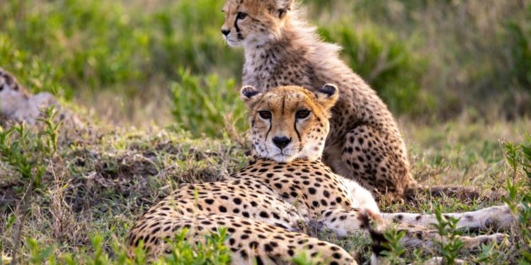 Kenya and Tanzania Safari Monthly Guide