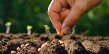Spring Planting