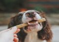 Why Natural Dog Treats Are Healthier Than Processed Ones