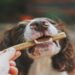 Why Natural Dog Treats Are Healthier Than Processed Ones