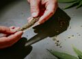 5 Things That Make the Best Pre Rolls Stand Out