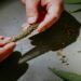 5 Things That Make the Best Pre Rolls Stand Out