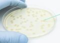 Sterile or aseptic? Petri dish labeling vs. IVD/IVDR requirements