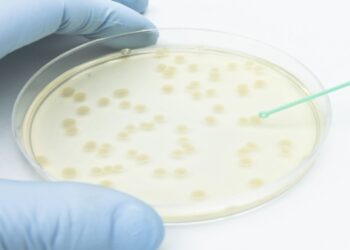 Sterile or aseptic? Petri dish labeling vs. IVD/IVDR requirements