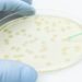 Sterile or aseptic? Petri dish labeling vs. IVD/IVDR requirements