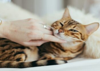 The Quiet Revolution in Cat Care That Every Owner Should Know About