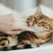 The Quiet Revolution in Cat Care That Every Owner Should Know About