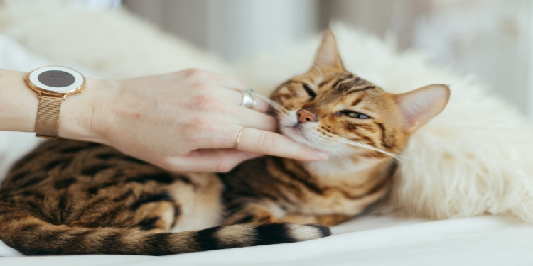 The Quiet Revolution in Cat Care That Every Owner Should Know About