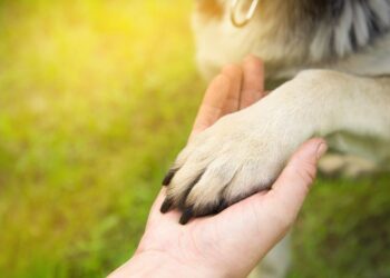 gifts for animals