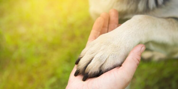 gifts for animals
