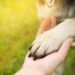 gifts for animals