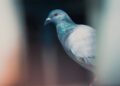 Is This By-Product of Birds Damaging Your Property?