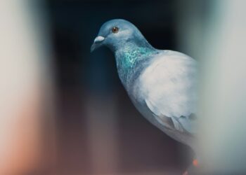 Is This By-Product of Birds Damaging Your Property?