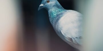 Is This By-Product of Birds Damaging Your Property?