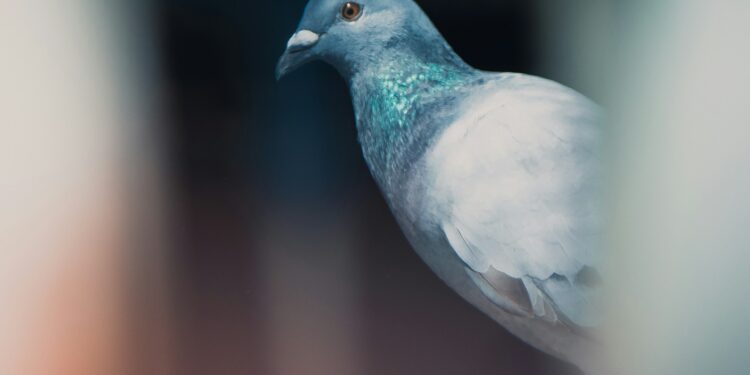 Is This By-Product of Birds Damaging Your Property?