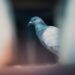 Is This By-Product of Birds Damaging Your Property?
