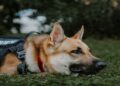 Why Construction Sites Benefit from K9 Security Services