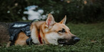 Why Construction Sites Benefit from K9 Security Services