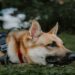 Why Construction Sites Benefit from K9 Security Services