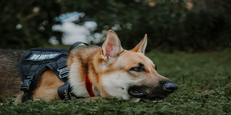 Why Construction Sites Benefit from K9 Security Services
