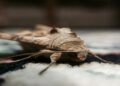 Why Moth Infestations Are Surging in UK Homes, and What to Do About Yours