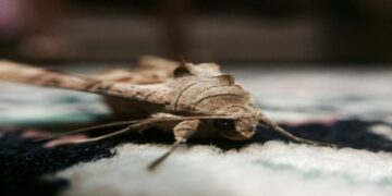 Why Moth Infestations Are Surging in UK Homes, and What to Do About Yours