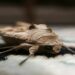 Why Moth Infestations Are Surging in UK Homes, and What to Do About Yours