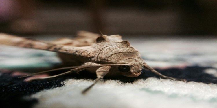 Why Moth Infestations Are Surging in UK Homes, and What to Do About Yours