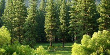 Tree Care