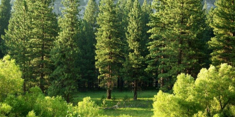 Tree Care