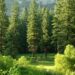 Tree Care