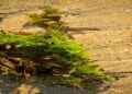 What Is Sea Moss Gel and How Is It Made?